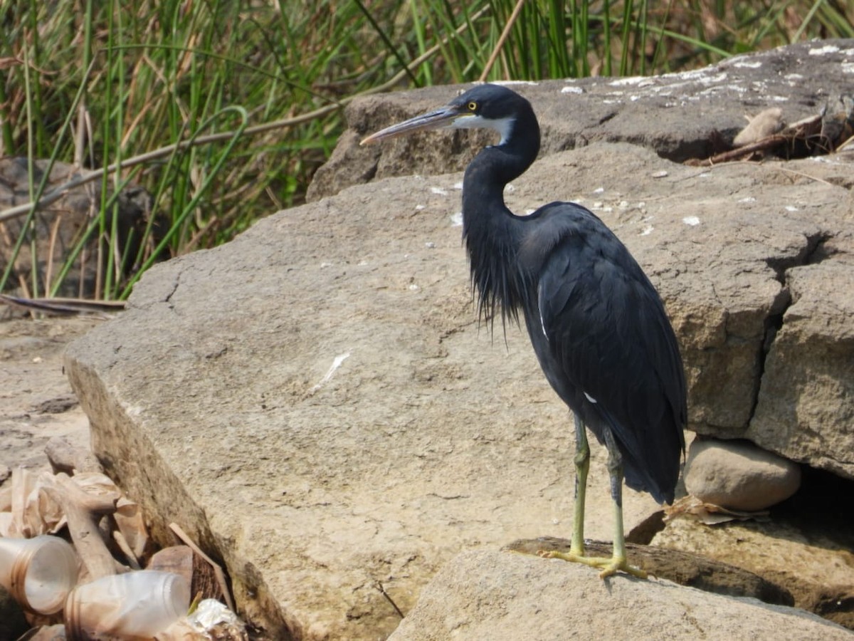 Western Reef-Heron - ML643974804