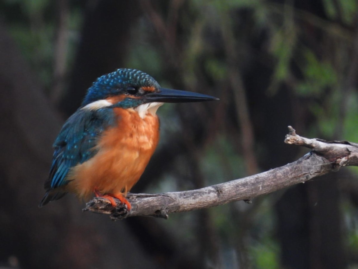 Common Kingfisher - ML643974813