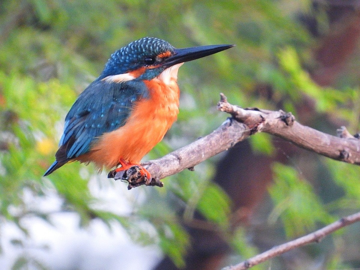 Common Kingfisher - ML643974814