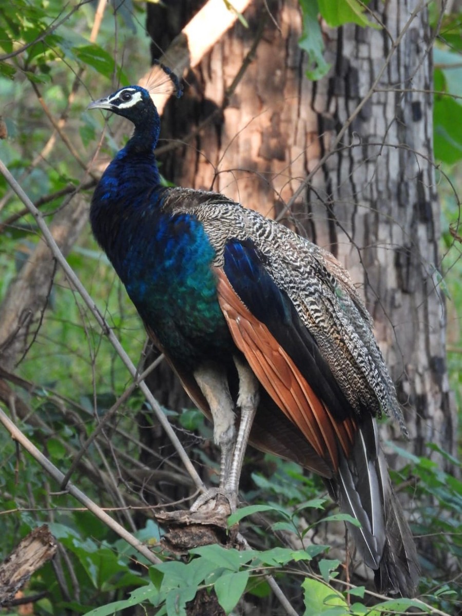 Indian Peafowl - ML643974824