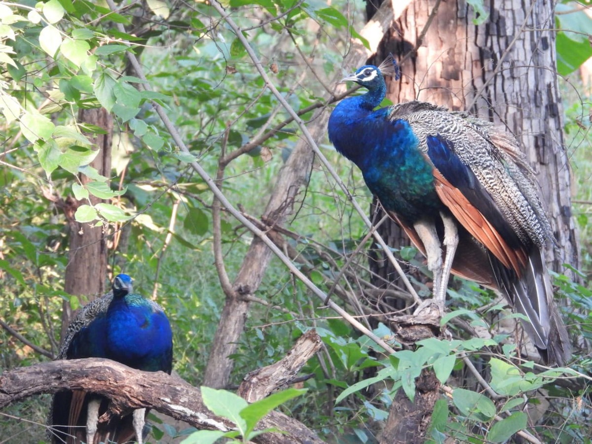 Indian Peafowl - ML643974825