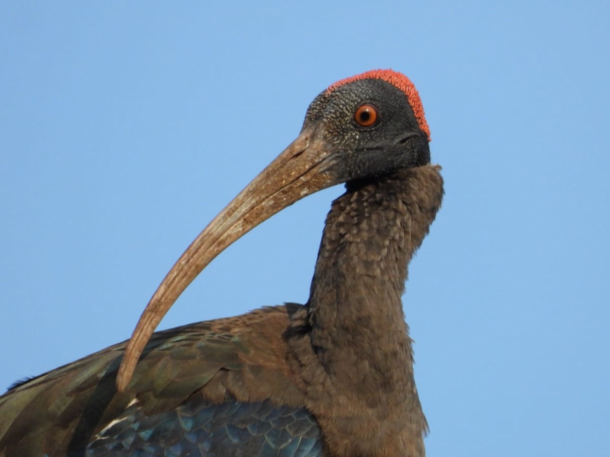 Red-naped Ibis - ML643974828