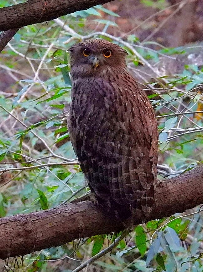Brown Fish-Owl - ML643974834