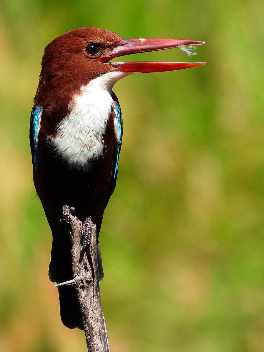 White-throated Kingfisher - ML643974838