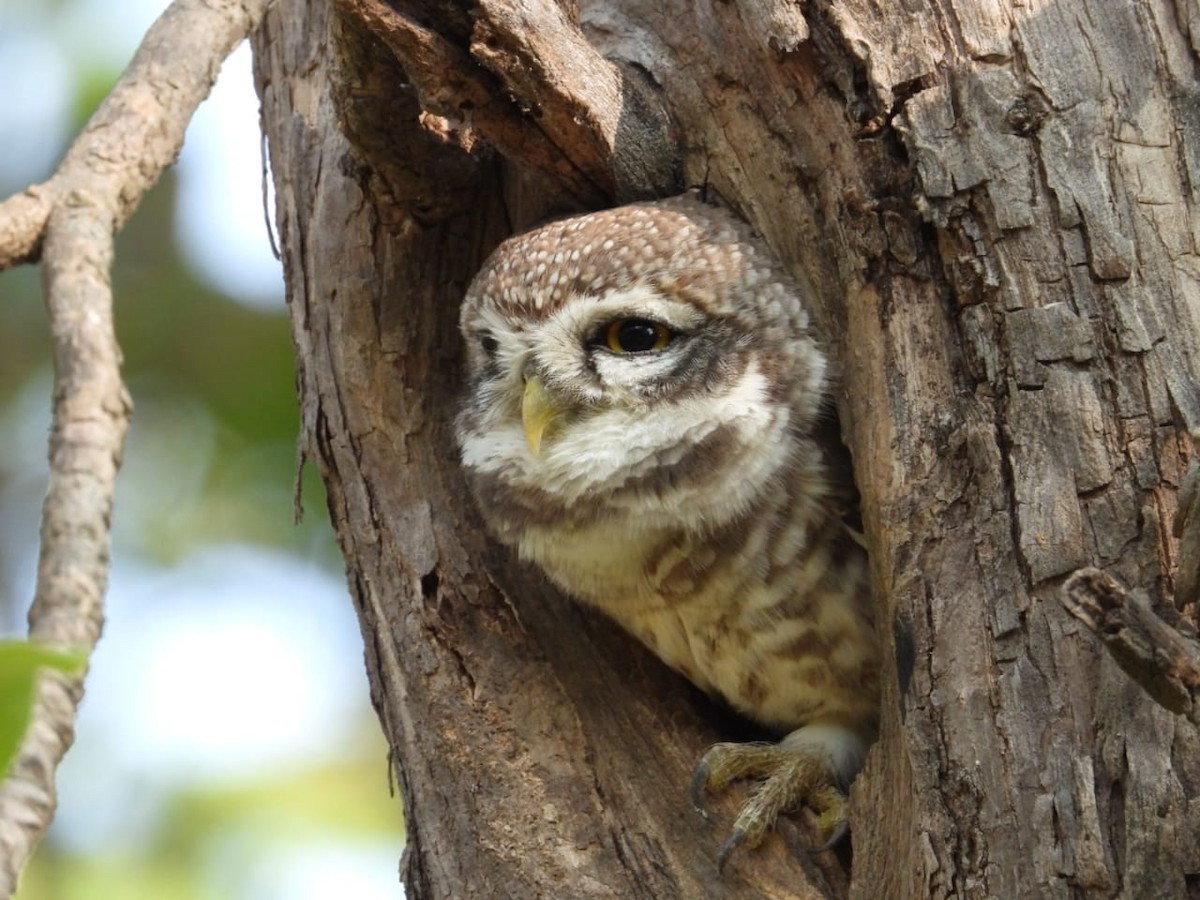 Spotted Owlet - ML643974844