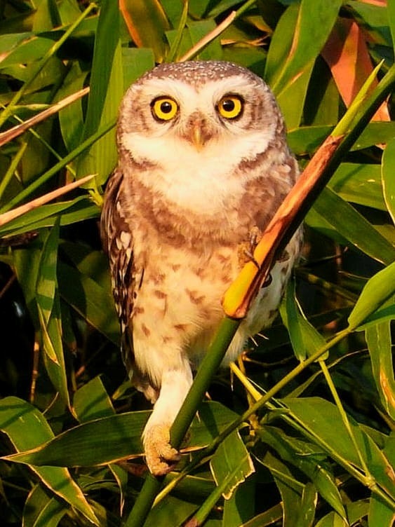 Spotted Owlet - ML643974845