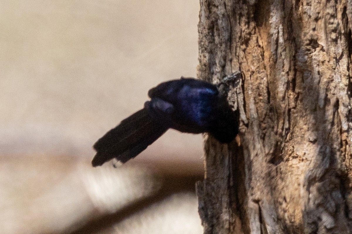 Common Scimitarbill - ML643974846