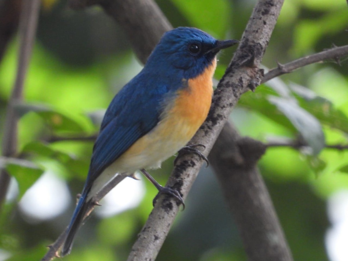 Tickell's Blue Flycatcher - ML643974851