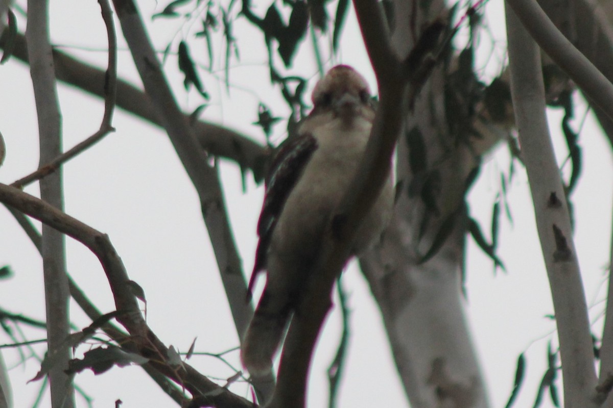 latterkokaburra - ML643974852