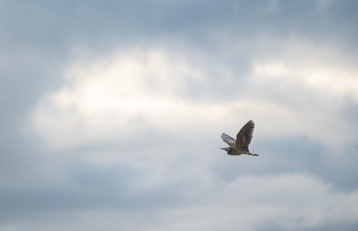 Australasian Bittern - ML643974860