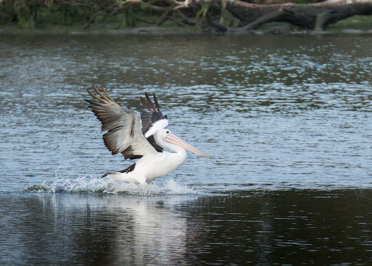 Australian Pelican - ML643974861