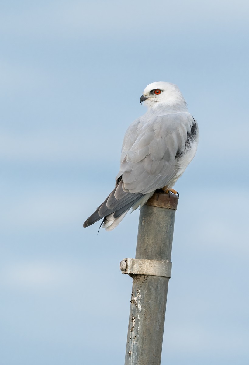 Black-shouldered Kite - ML643974864