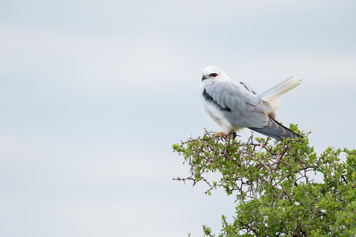 Black-shouldered Kite - ML643974865
