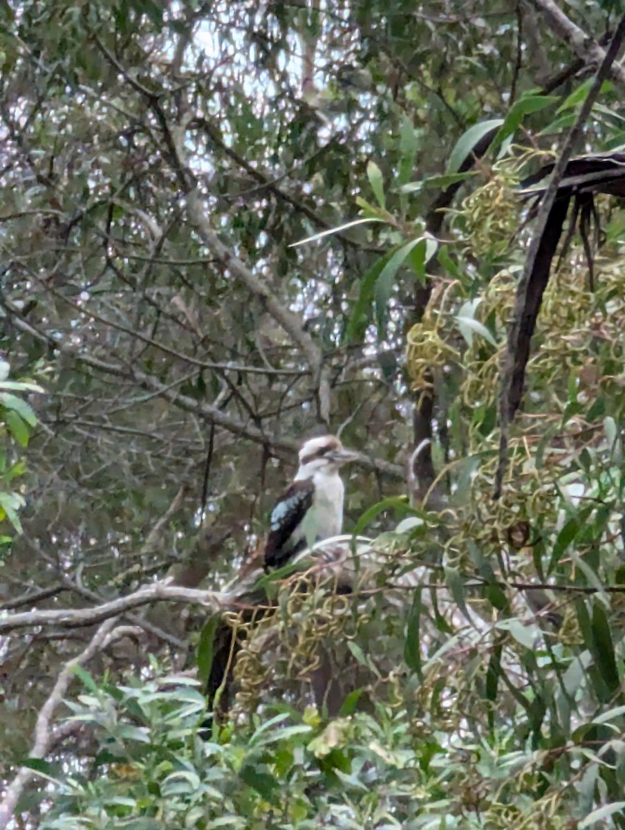 Laughing Kookaburra - ML643974884