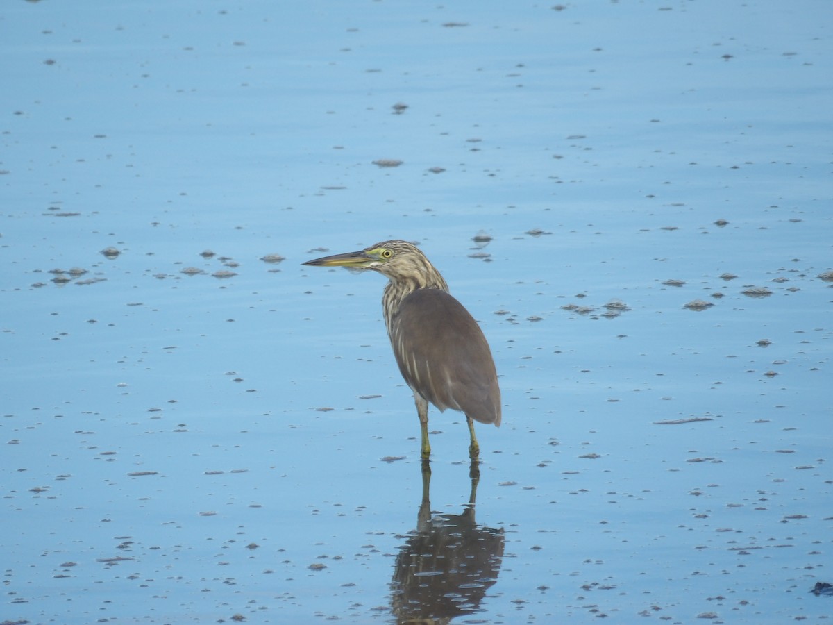 Indian Pond-Heron - ML643974901