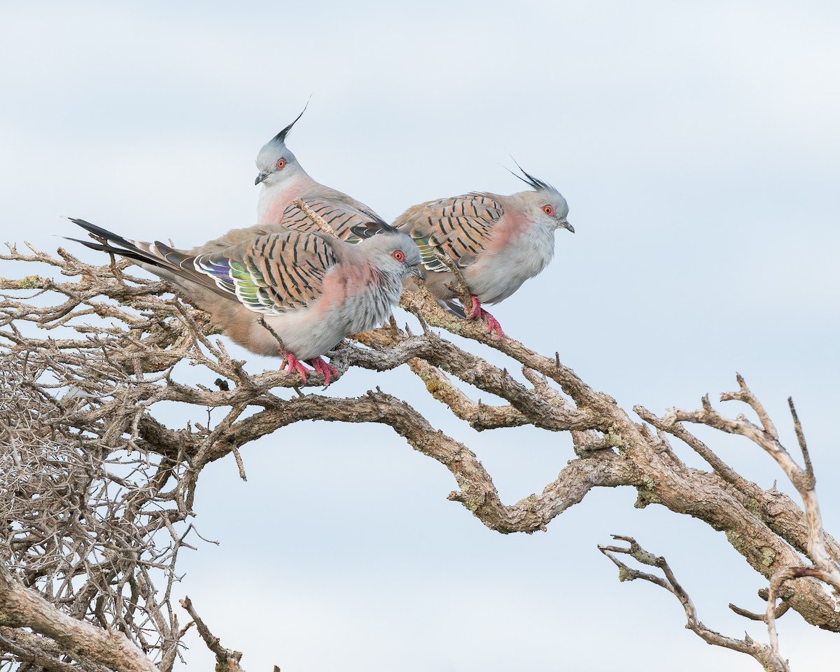 Crested Pigeon - ML643974905