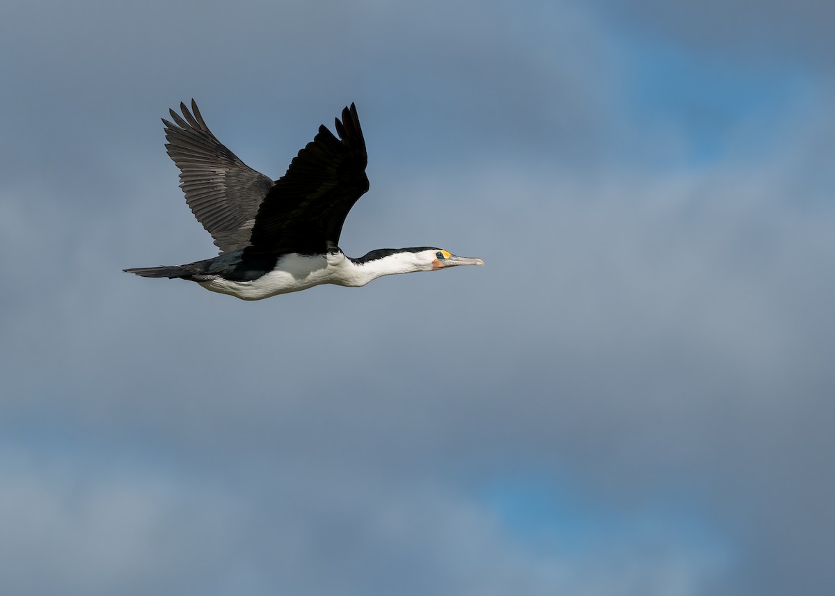 Pied Cormorant - ML643974906