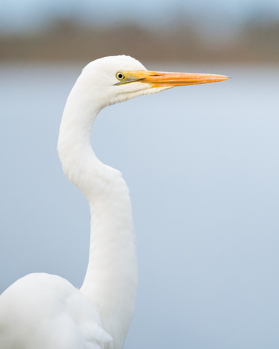 Great Egret - ML643974909