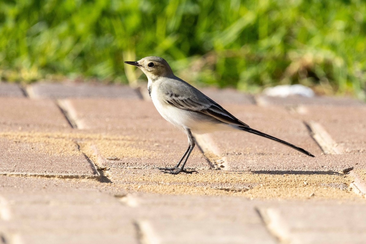 White Wagtail - ML643974910