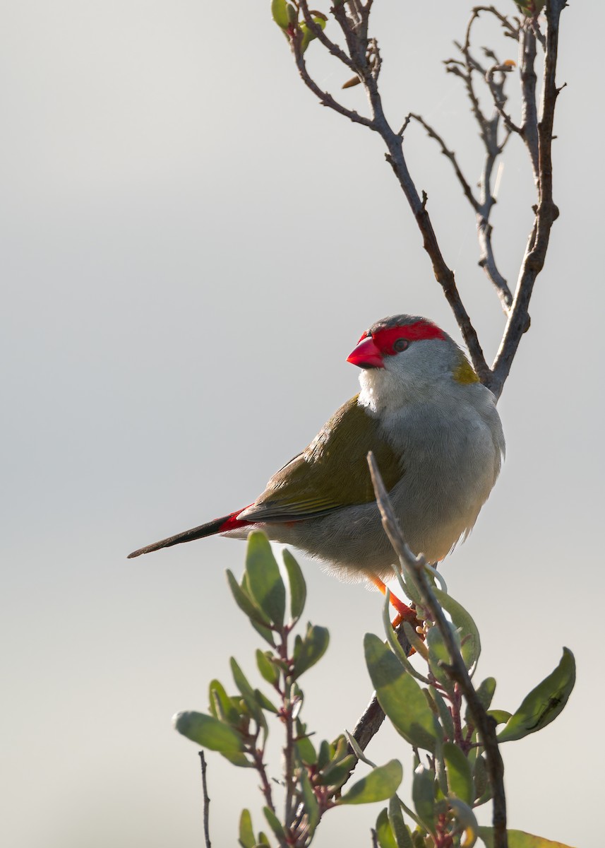 Red-browed Firetail - ML643974919