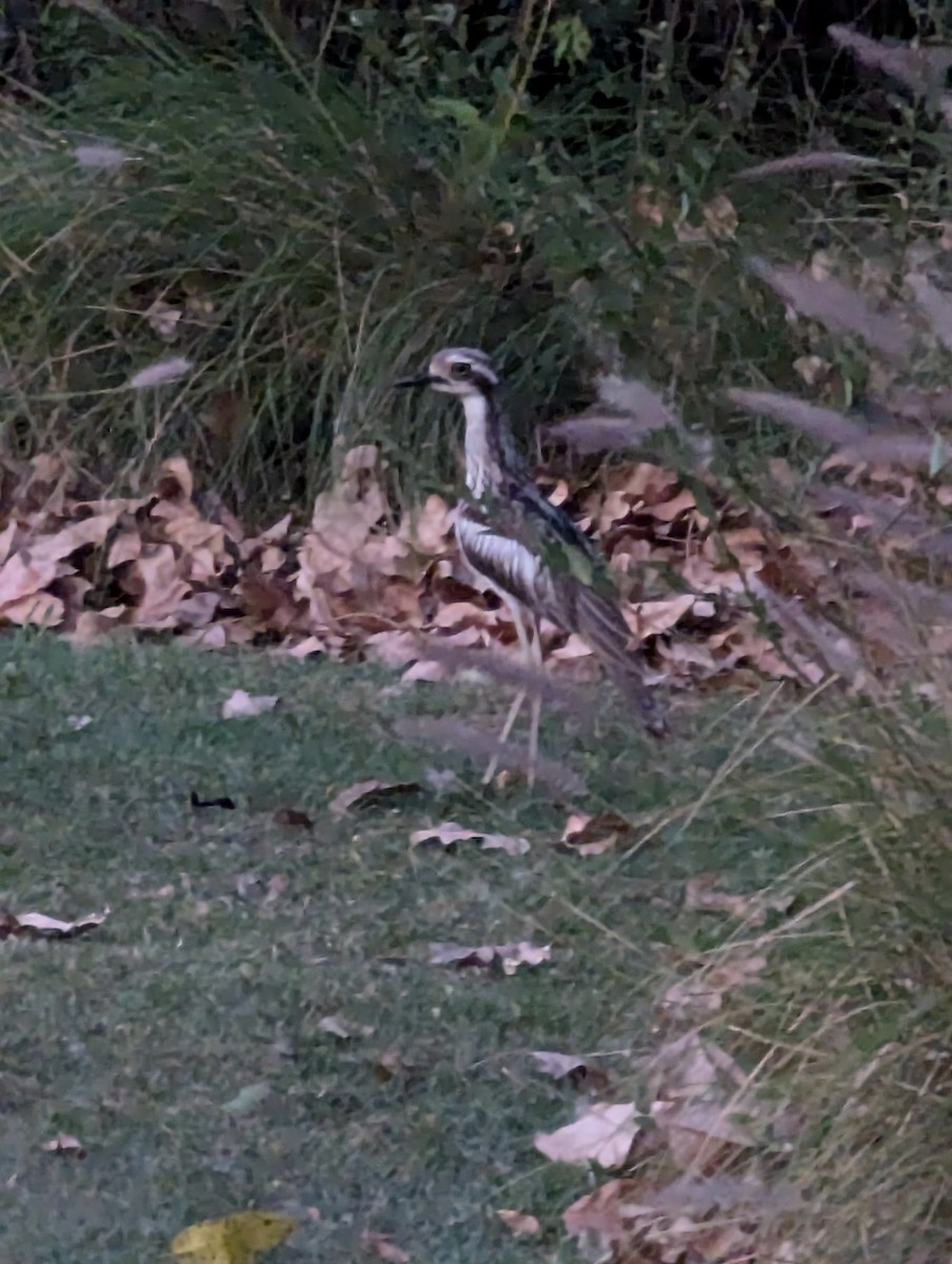 Bush Thick-knee - ML643974925