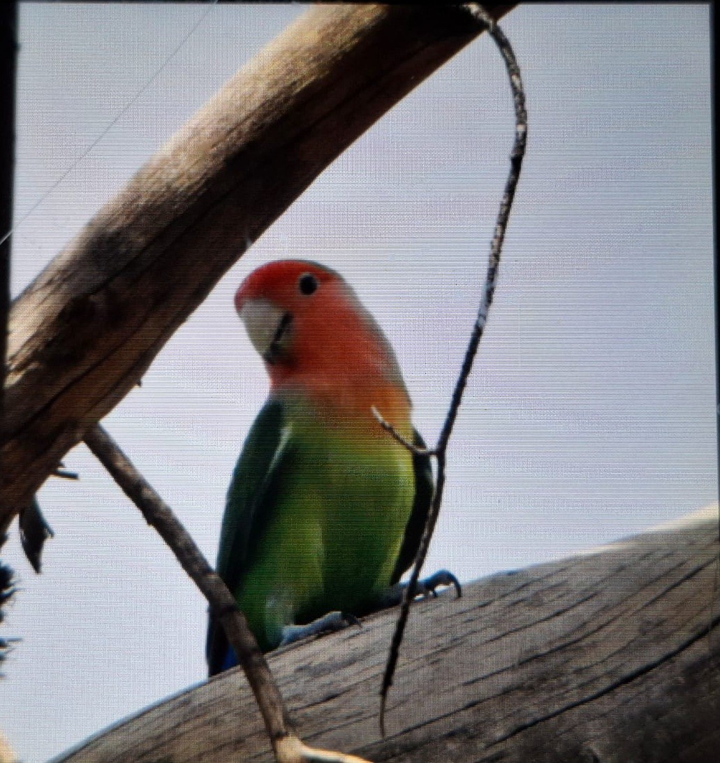 Rosy-faced Lovebird (Domestic type) - ML643974944