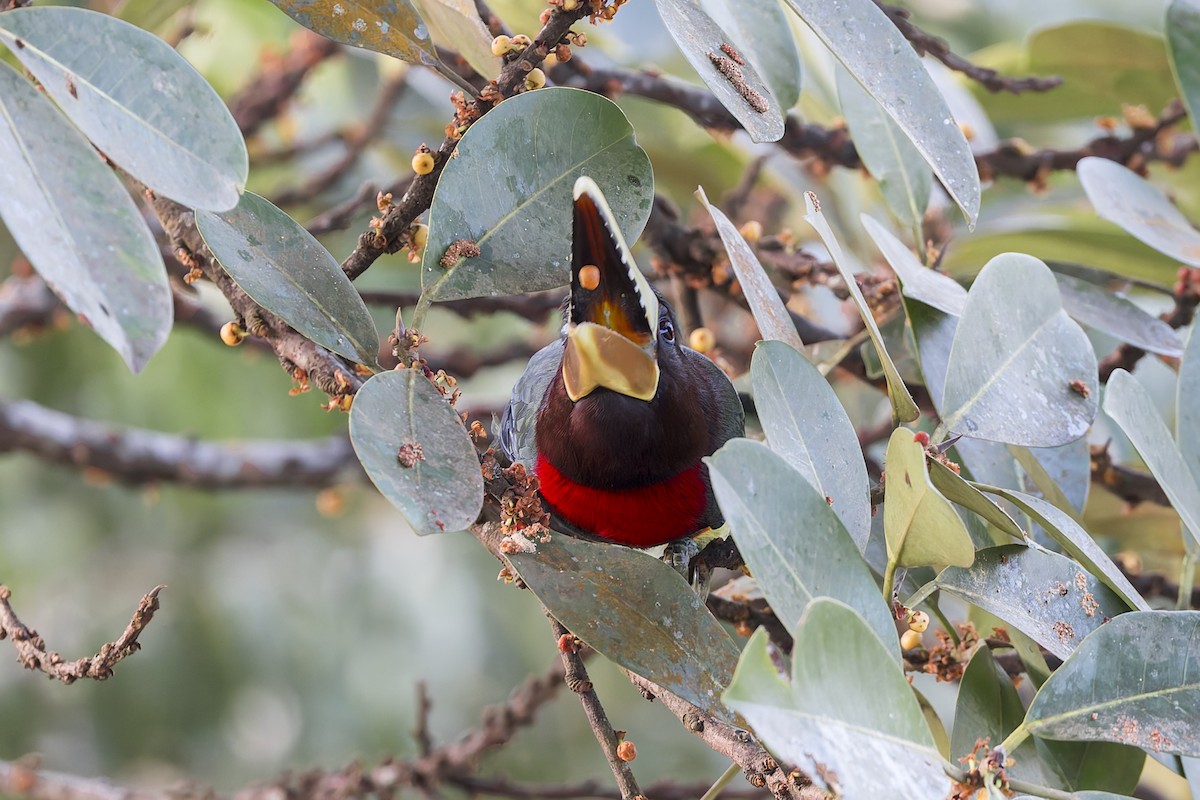 Ivory-billed Aracari - ML643974948