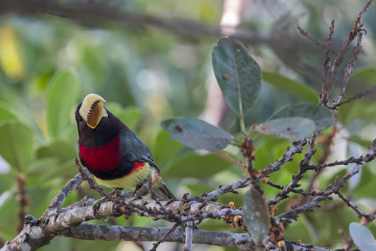 Ivory-billed Aracari - ML643974949