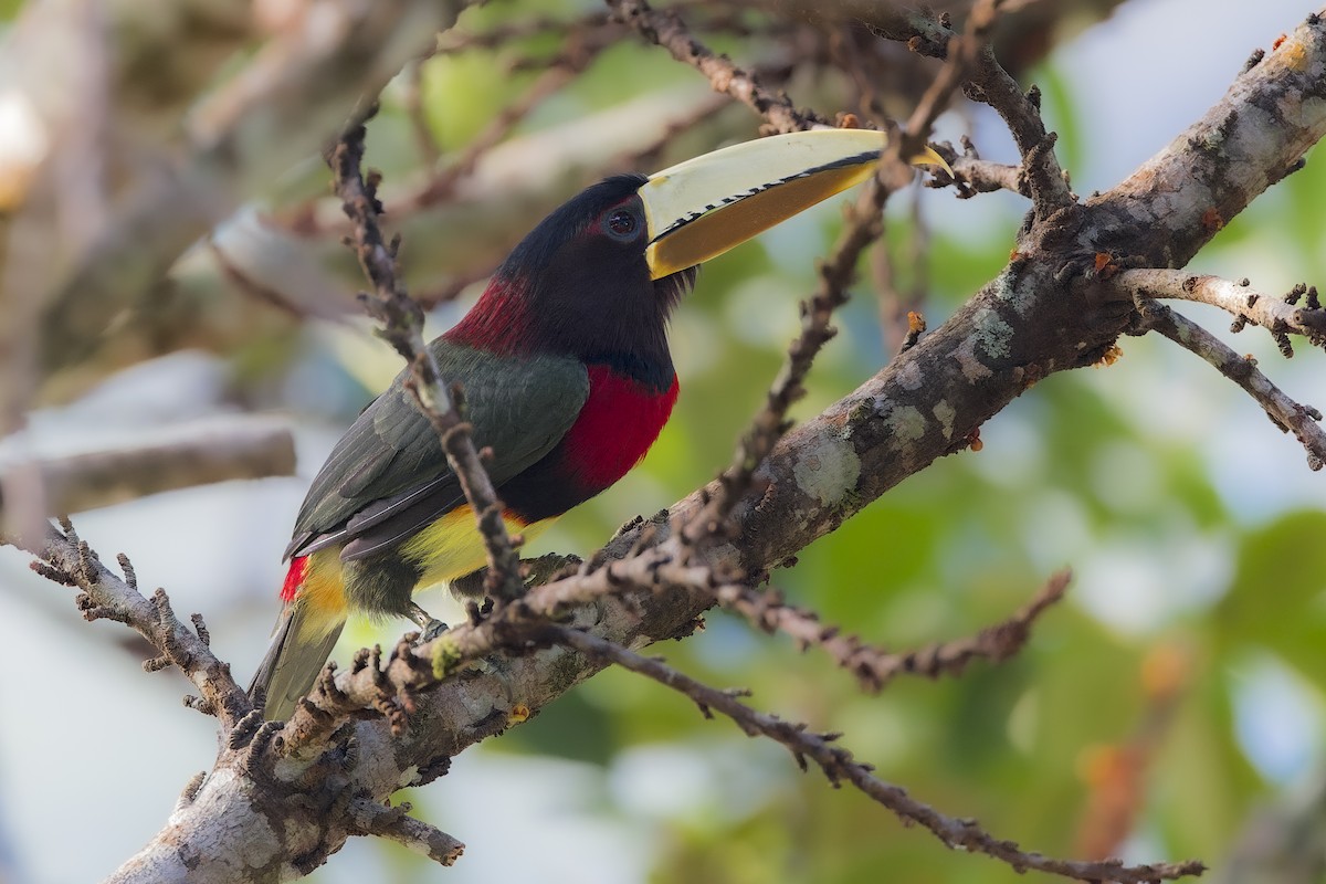 Ivory-billed Aracari - ML643974950