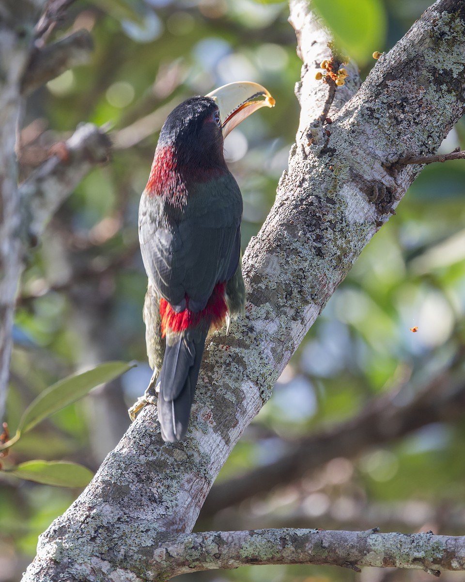 Ivory-billed Aracari - ML643974951