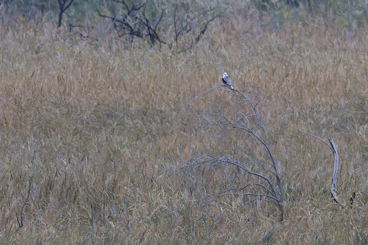 黑翅鳶 - ML643974965