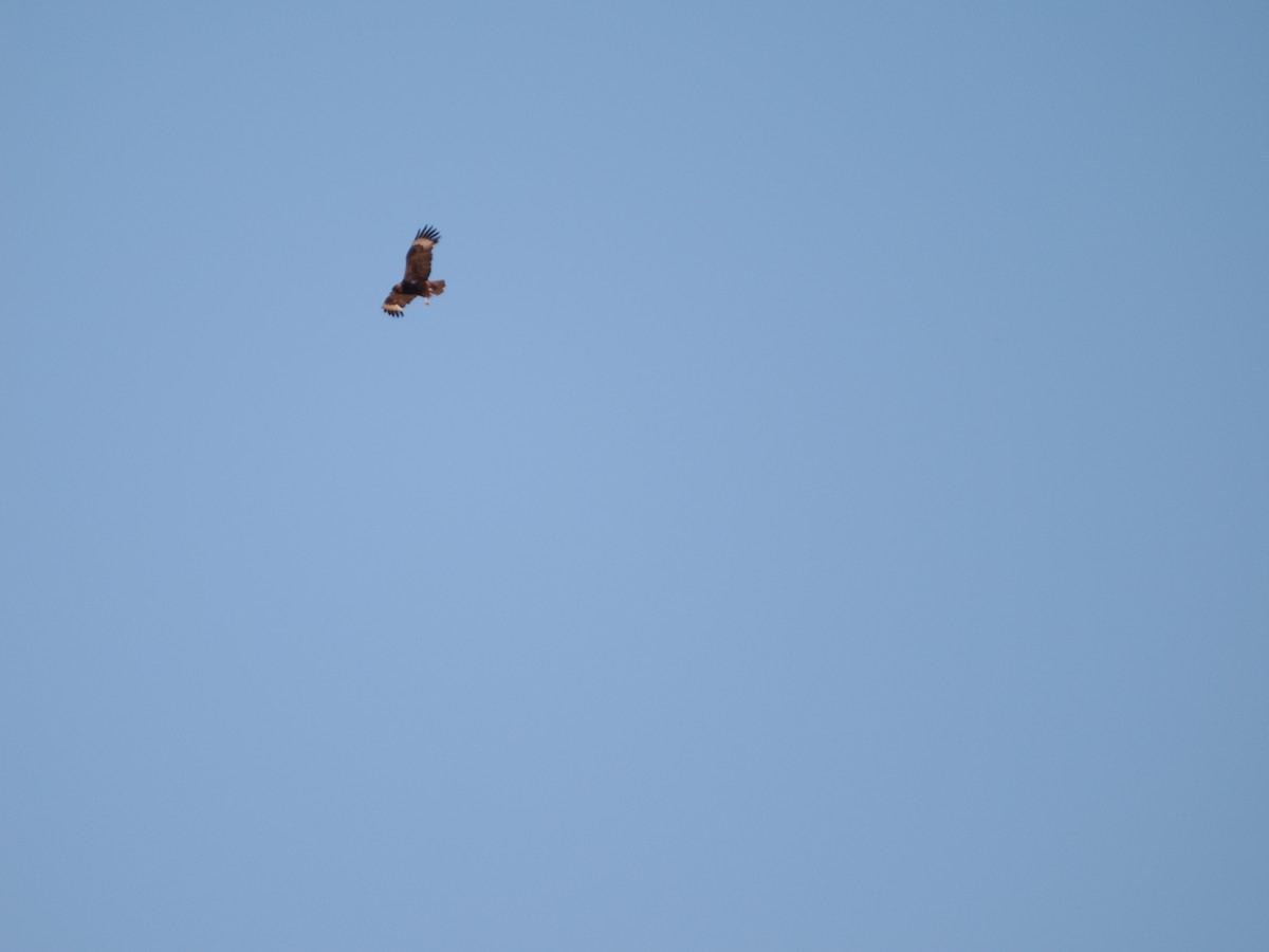 Black-breasted Kite - ML643974972