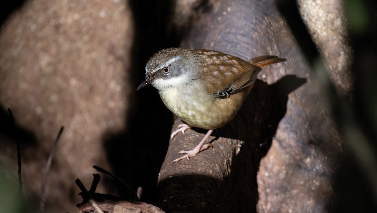 White-browed Scrubwren - ML643974976