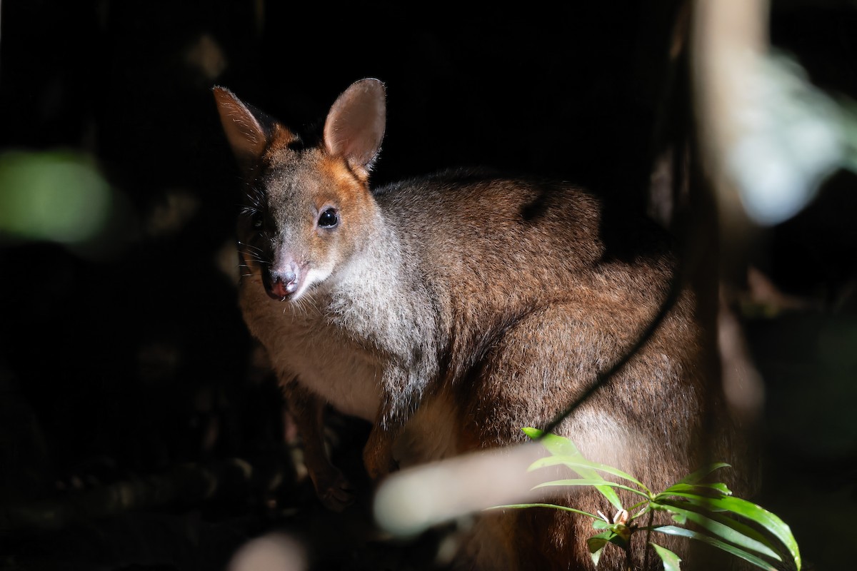 Red-legged Pademelon - ML643974977