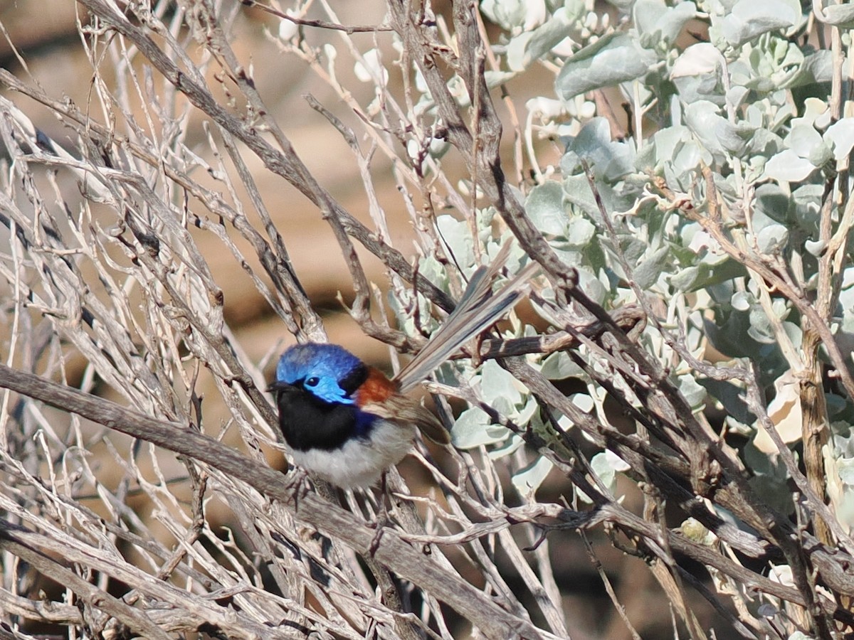 Purple-backed Fairywren - ML643974983
