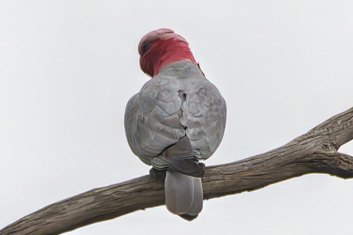 モモイロインコ - ML643974992