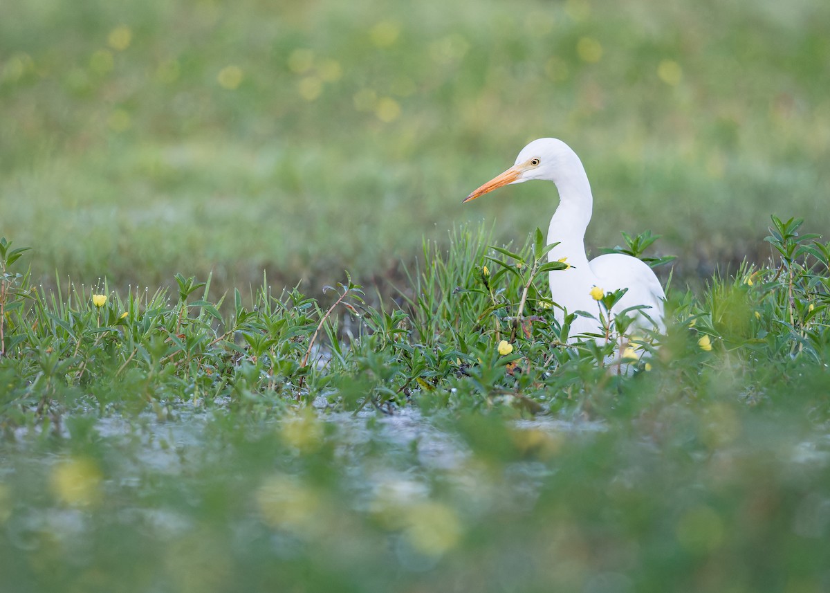 Plumed Egret - ML643974993