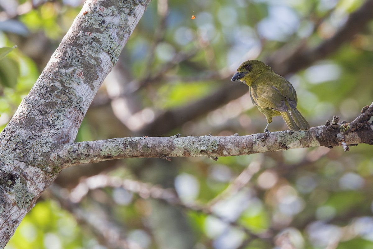 Habia bridé - ML643975011