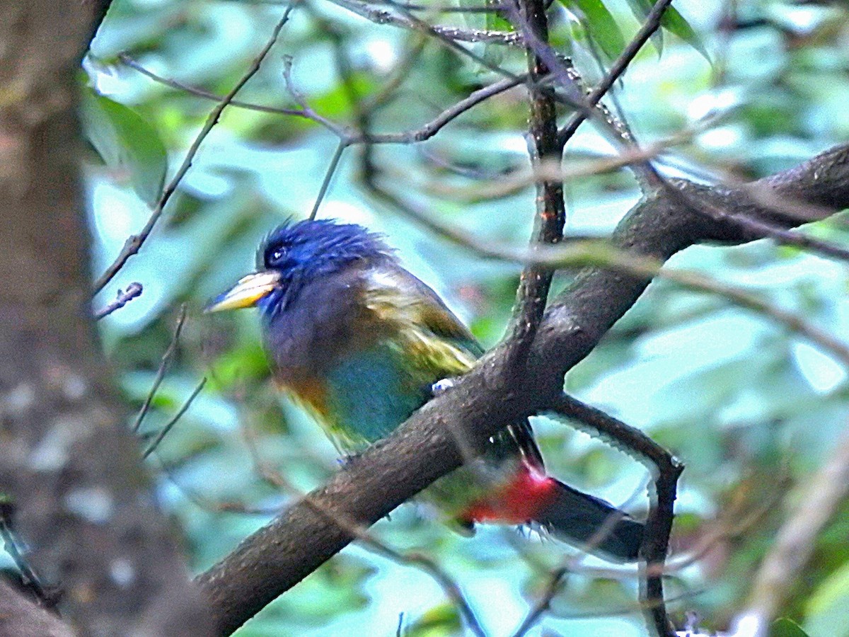 Great Barbet - ML643975012
