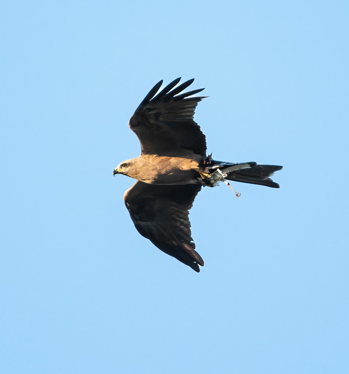 Black Kite - ML643975014