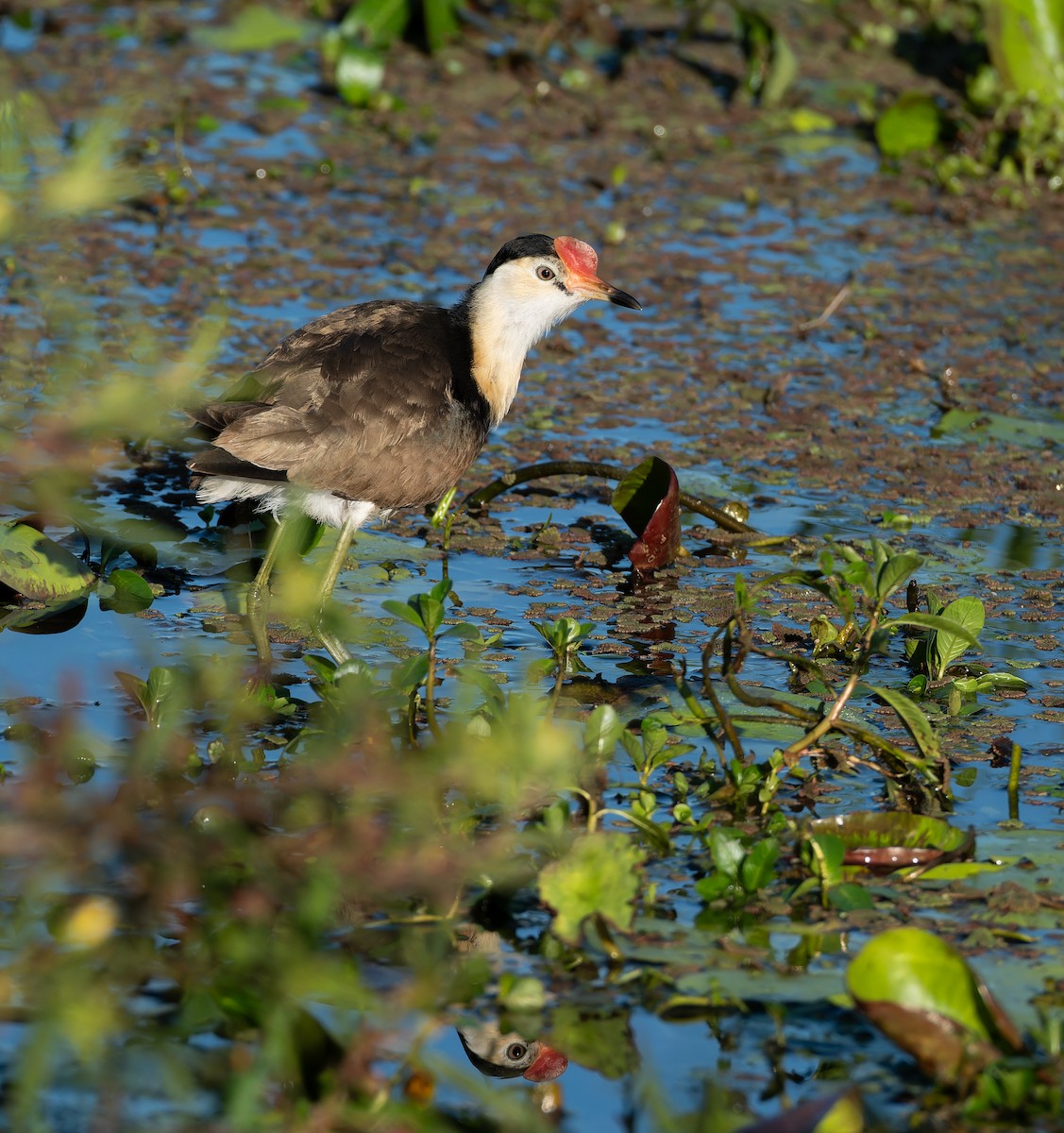 Jacana à crête - ML643975018