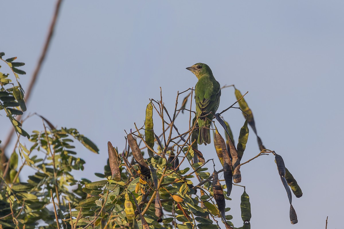 Tersine hirondelle - ML643975030
