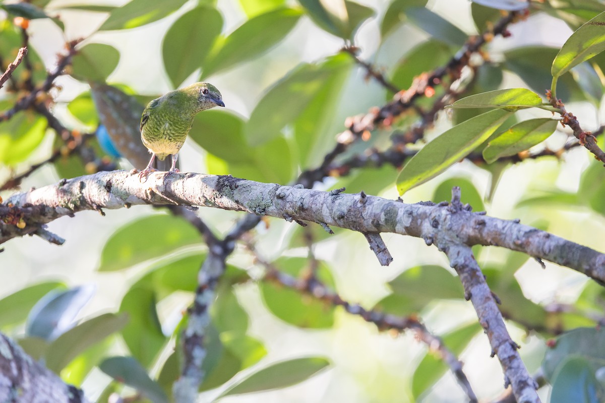 Tersine hirondelle - ML643975031