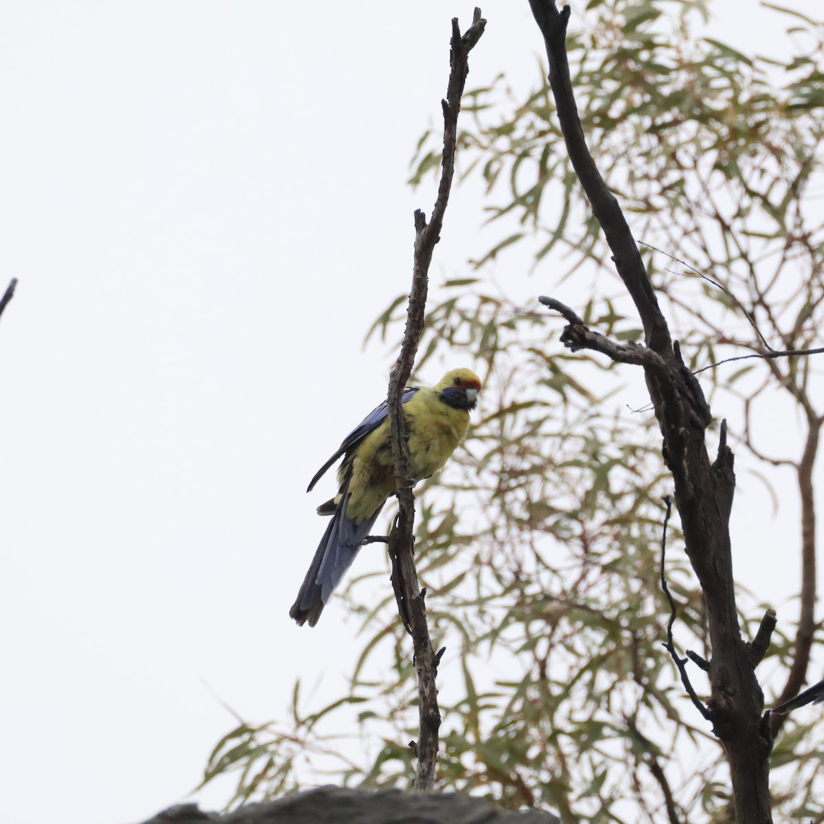 Crimson Rosella (Yellow) - ML643975037