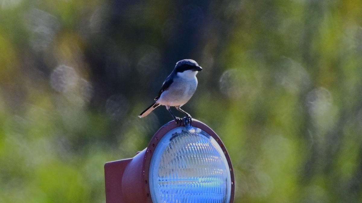 Loggerhead Shrike - ML643975040