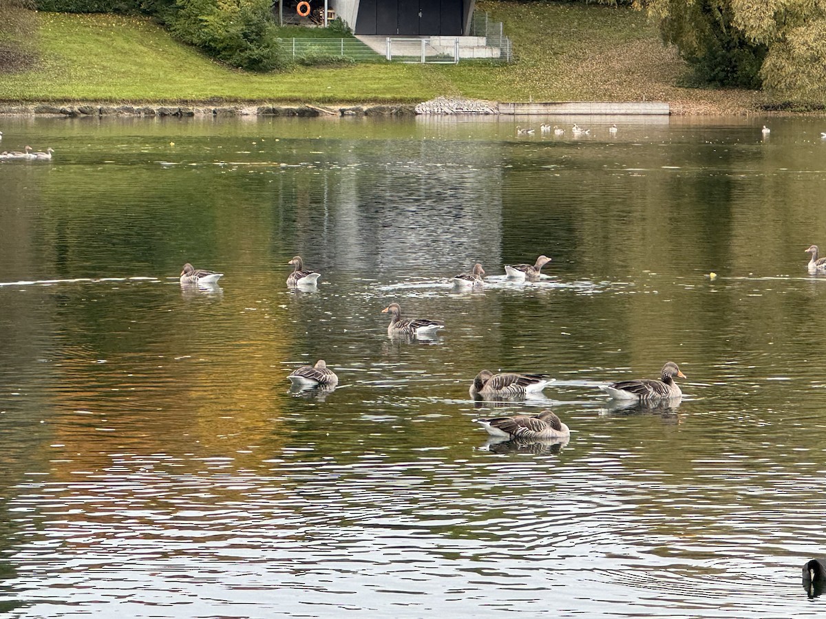 Graylag Goose - ML643975045