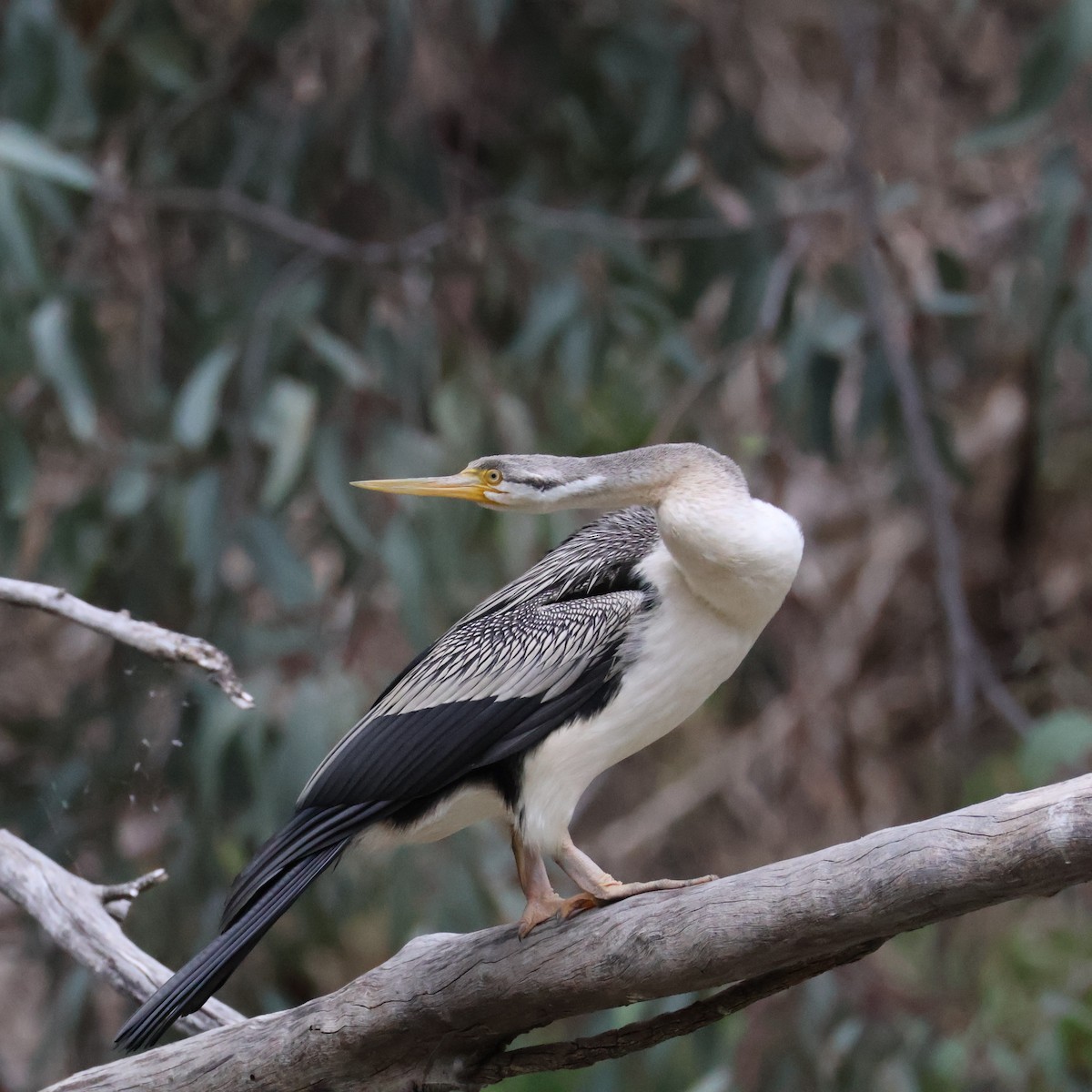 Australasian Darter - ML643975058