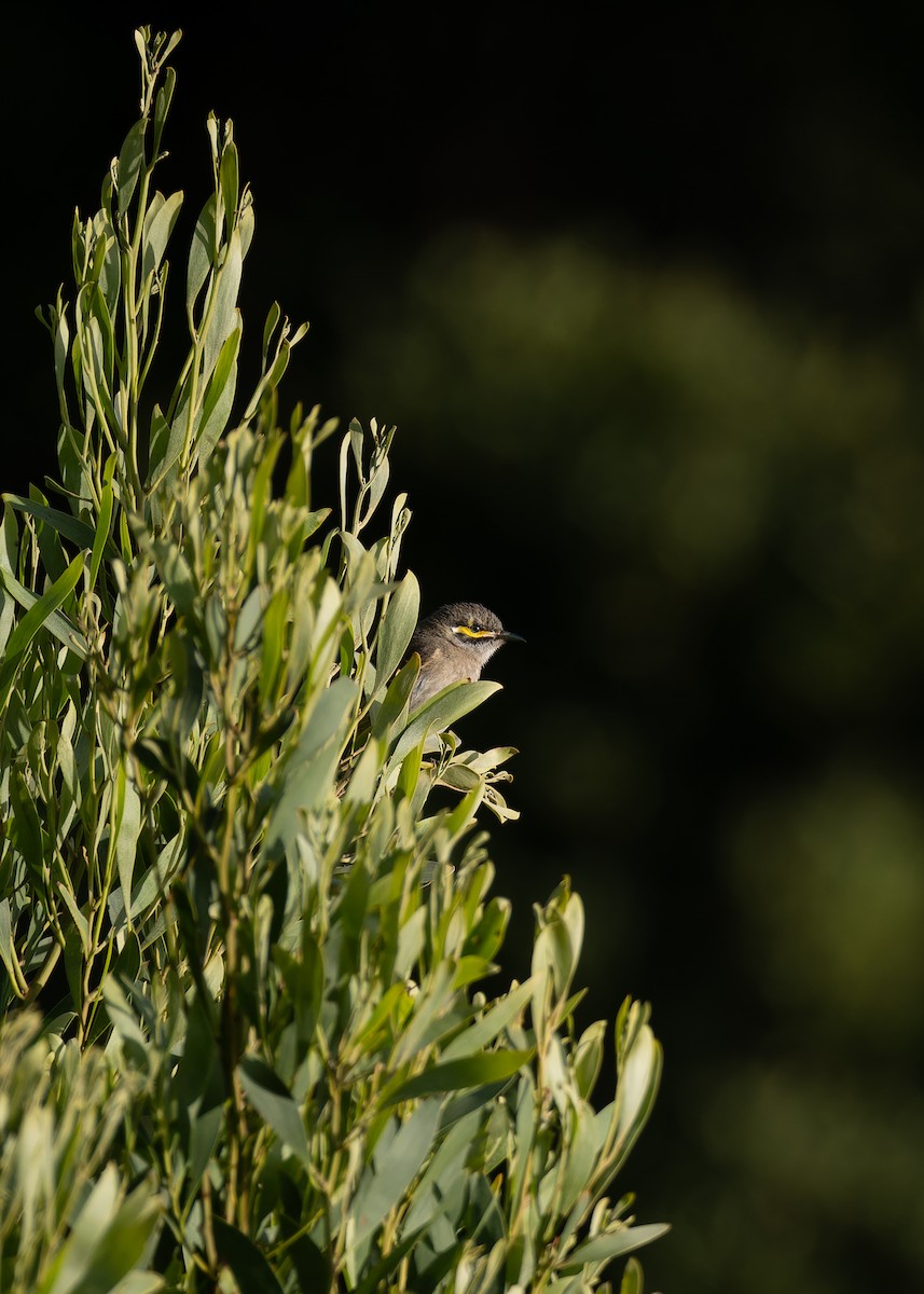 Yellow-faced Honeyeater - ML643975060