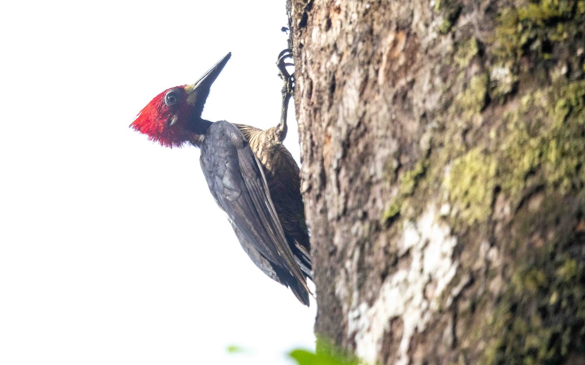 Crimson-crested Woodpecker - ML643975072
