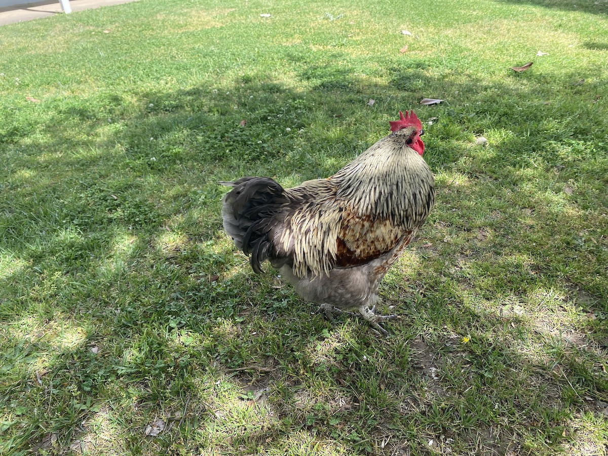 Gallo Bankiva (variedad doméstica) - ML643975076